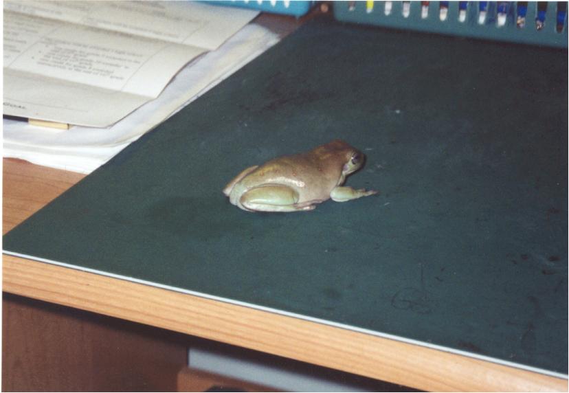 whitesdumpytreefrog4.jpg